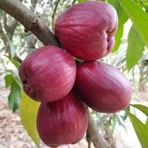 bibit buah Bibit Buah Jambu Jamaika Giant Okulasi Mappi