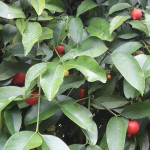 bibit buah Bibit Buah Manggis Merah Mundar - Kategori Standart Original Maluku Tenggara Barat