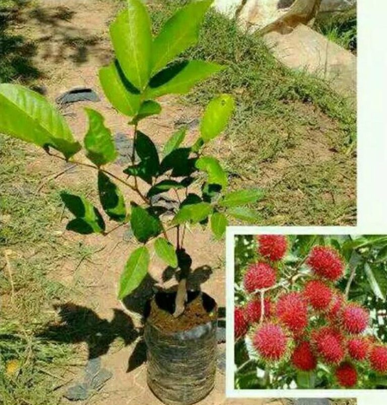 Bibit Buah Unggul Rambutan Tanaman Rafiah – PakarTani.com