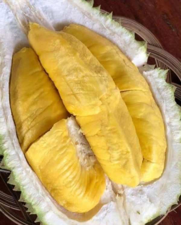 bibit buah Bibit Buah Tabulampot Durian Musang King Berkwalitas Unggul Bisa Di Tanam Tangerang