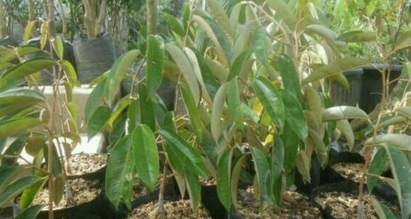 bibit buah Bibit Buah Unggul Durian Gundul Terlaris Ngada