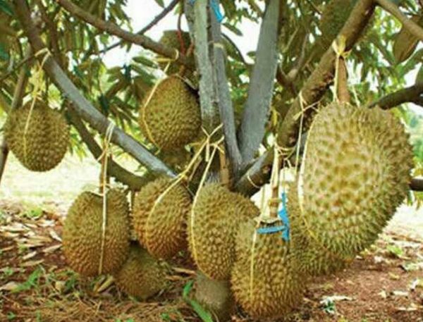 bibit buah Bibit Duren Montong Tanaman Buah Durian Monthong Medan