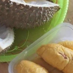 bibit buah Bibit Durian Duri Hitam Black Thron Ochee Kutai Timur