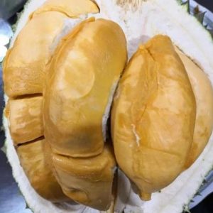 bibit buah Bibit Durian Duri Hitam Diskon Kaki Tiga Unggul Bergaransi Cod Sidoarjo