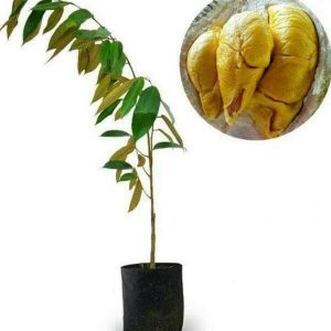 bibit buah Bibit Durian Duri Hitam Oche Okulasi Unggul Biak Numfor