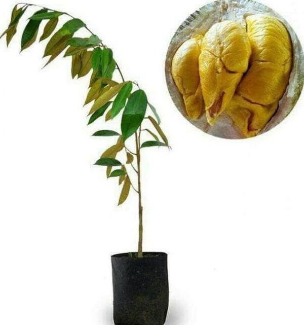 bibit buah Bibit Durian Duri Hitam Oche Okulasi Unggul Biak Numfor