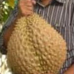 bibit buah Bibit Durian Monthong Pusat-Benih-Terlengkap- -Se-Shopee-Jakarta Grobogan