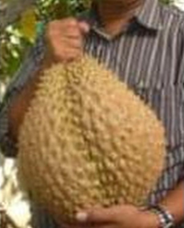bibit buah Bibit Durian Monthong Pusat-Benih-Terlengkap- -Se-Shopee-Jakarta Grobogan