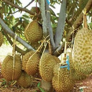 bibit buah Bibit Durian Monthong Pusat-Benih-Terlengkap- -Se-Shopee-Jakarta Jombang