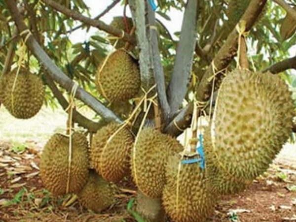 bibit buah Bibit Durian Monthong Pusat-Benih-Terlengkap- -Se-Shopee-Jakarta Jombang