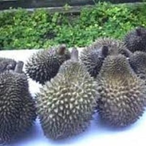 bibit buah Bibit Durian Namlung Comasi Kualitas Super Tolikara