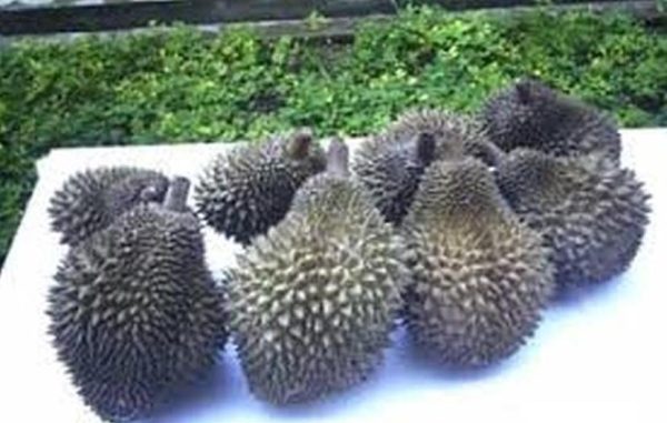 bibit buah Bibit Durian Namlung Comasi Kualitas Super Tolikara