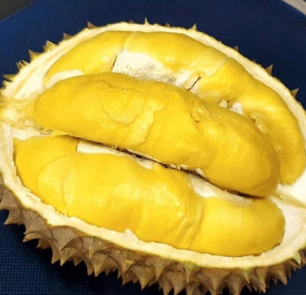 bibit buah Bibit Durian Unggul Bawor Okulasi Tanjung Jabung Timur