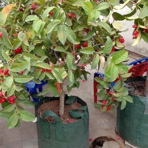 bibit buah Bibit Jambu Air Best Hasil Cangkok Tanaman Hias Buah Kancing Citra Merah King Rose Dalhari Rokan Hilir