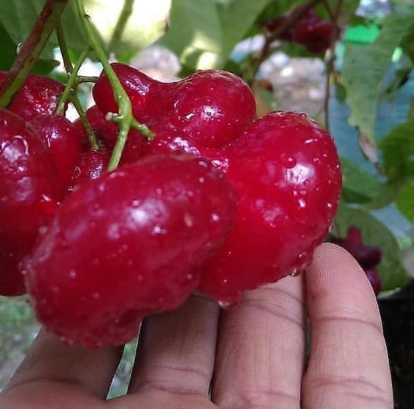 bibit buah Bibit Jambu Air Hasil Cangkok Tanaman Hias Buah Kancing Citra Merah King Rose Dalhari Jombang