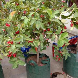 bibit buah Bibit Jambu Air Hasil Cangkok Tanaman Hias Buah Kancing Citra Merah King Rose Dalhari Sumba Barat Daya