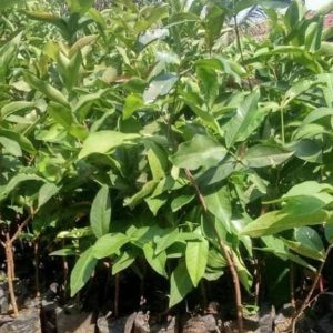 bibit buah Bibit Jambu Air Tanaman Buah Dalhari Okulasi Samosir