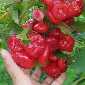 bibit buah Bibit Jambu Air Termurah Hasil Cangkok Tanaman Hias Buah Kancing Citra Merah King Rose Dalhari Binjai