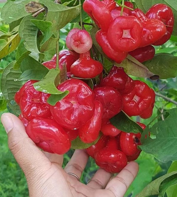 bibit buah Bibit Jambu Air Termurah Hasil Cangkok Tanaman Hias Buah Kancing Citra Merah King Rose Dalhari Binjai