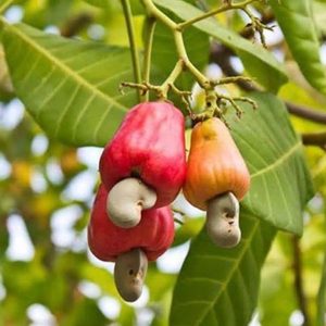 bibit buah Bibit Jambu Mete Monyet - Tanaman Buah Unggul Murah Bergaransi Barru