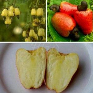 bibit buah Bibit Jambu Mete Promo Tanaman Buah Monyet Pulau Morotai
