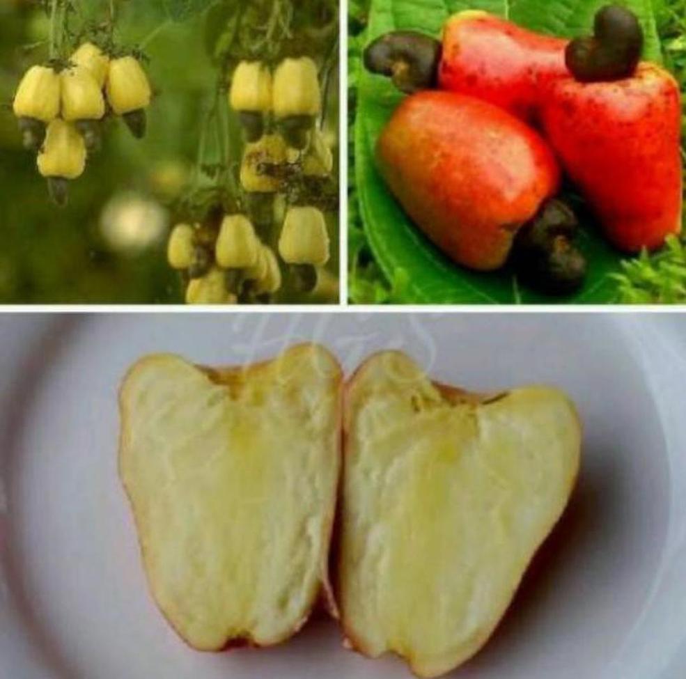 Gambar Produk bibit buah Bibit Jambu Mete Promo Tanaman Buah Monyet Pulau Morotai