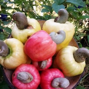 bibit buah Bibit Jambu Mete Tanaman Buah Monyet Unggul, Murah, Bergaransi Bengkulu