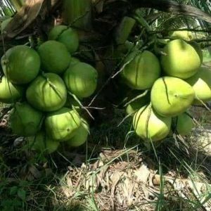 bibit buah Bibit Kelapa Genjah Kopyor - Activ Agrotani Bungo