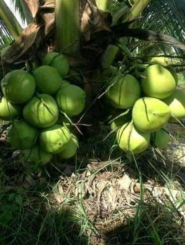 bibit buah Bibit Kelapa Genjah Kopyor - Activ Agrotani Bungo