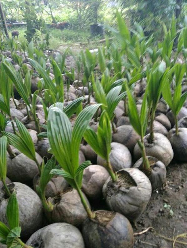 bibit buah Bibit Kelapa Genjah Tanaman Buah Entok Hibrida Karo