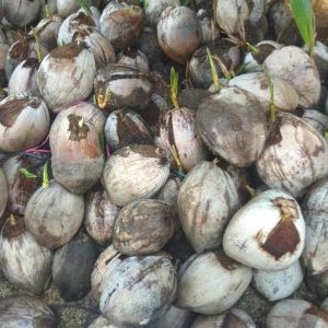 bibit buah Bibit Kelapa Harga Termuraah Tanaman Hias Bahan Original Bangka Tengah