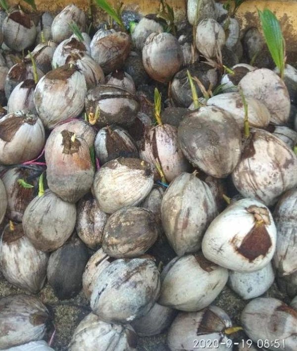 bibit buah Bibit Kelapa Harga Termuraah Tanaman Hias Bahan Original Bangka Tengah