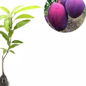 bibit buah Bibit Mangga Irwin Erwin Ungu Pohon Subang