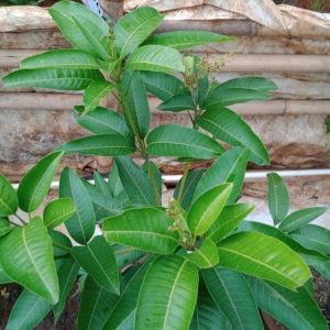 bibit buah Bibit Mangga Kiojay New Pohon Chokanan Hasil Okulasi Ukuran Besar Palangka Raya