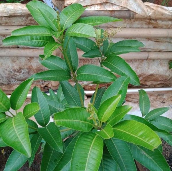 bibit buah Bibit Mangga Kiojay New Pohon Chokanan Hasil Okulasi Ukuran Besar Palangka Raya