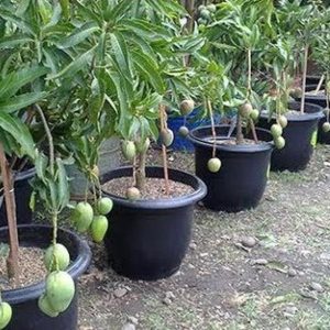 bibit buah Bibit Mangga Manalagi Okulasi Unggul Aceh Barat