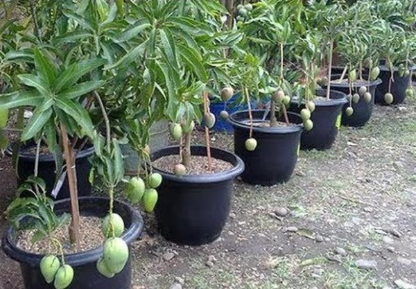 bibit buah Bibit Mangga Manalagi Okulasi Unggul Aceh Barat