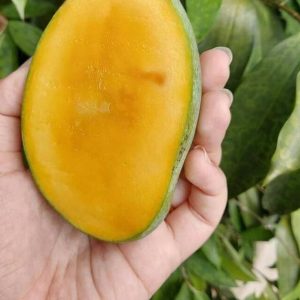 bibit buah Bibit Mangga Manalagi Ready Stock Madu ,, Murung Raya