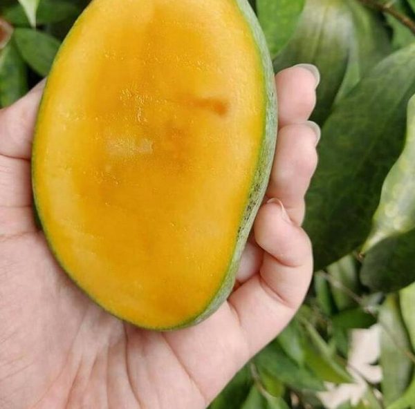 bibit buah Bibit Mangga Manalagi Ready Stock Madu ,, Murung Raya