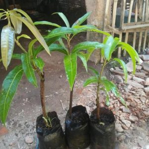 bibit buah Bibit Mangga Red Ivory Menarik Termurah, Okulasi Rpv Manado