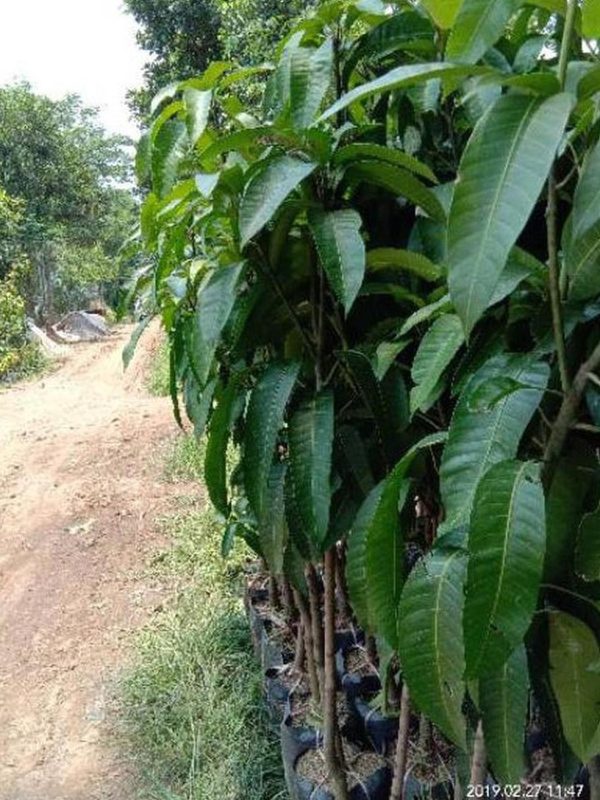 bibit buah Bibit Mangga Red Ivory Pasti Murah Ihh Kepulauan Anambas