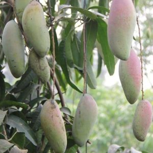 bibit buah Bibit Mangga Red Ivory Tanaman Buah Asli Bergaransi Rembang
