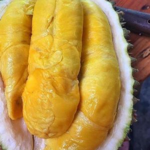 bibit buah Bibit Musang King Ash Buah Durian Musangking Unggul Terpopuler Viral Tiktok Ogan Komering Ilir