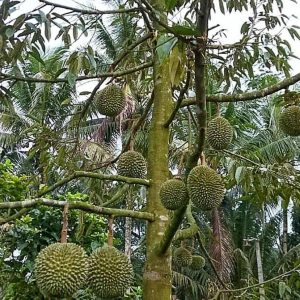 bibit buah Bibit Musang King Diskon Pohon Durian Kaki Tiga Konawe Utara