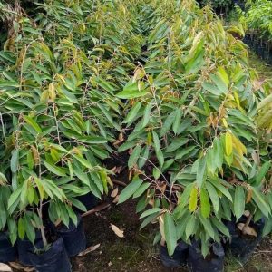 bibit buah Bibit Musang King Grosir Buah Durian Musangking Unggul New Hulu Sungai Selatan
