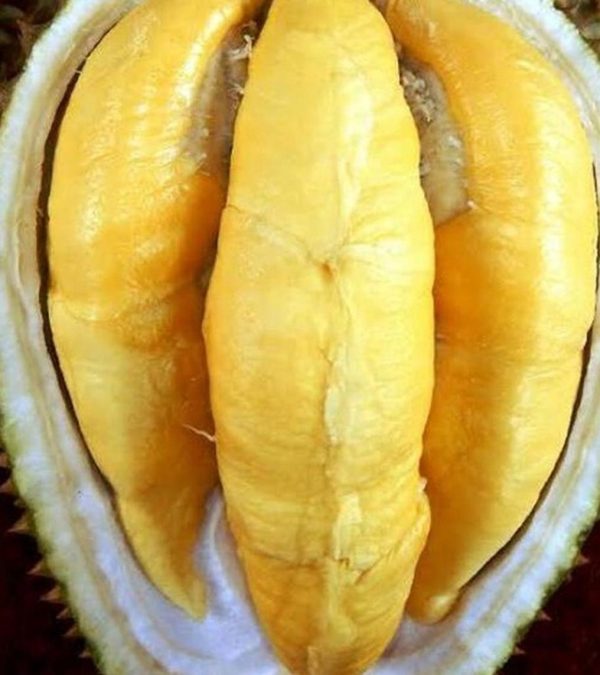 bibit buah Bibit Musang King Laris Durian Musangking Jumbo Unggulan Super Batang Pendek Pembibitan Duren Cepat Buah Banyuasin