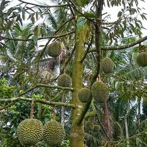 bibit buah Bibit Musang King Pohon Durian Kaki Tiga Pulau Taliabu