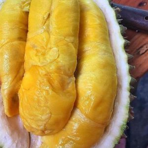 bibit buah Bibit Musang King Terbaik Buah Durian Musangking Unggul Termurah Dan Terbaru Terlaris Kepulauan Sula