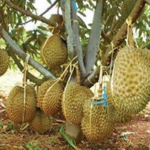 bibit buah Bibit Pohon Durian Bawor Super Nunukan