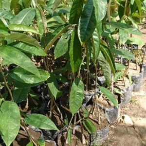 bibit buah Bibit Pohon Durian Buah Bawor Selleng Kualitas Unggul Wonogiri